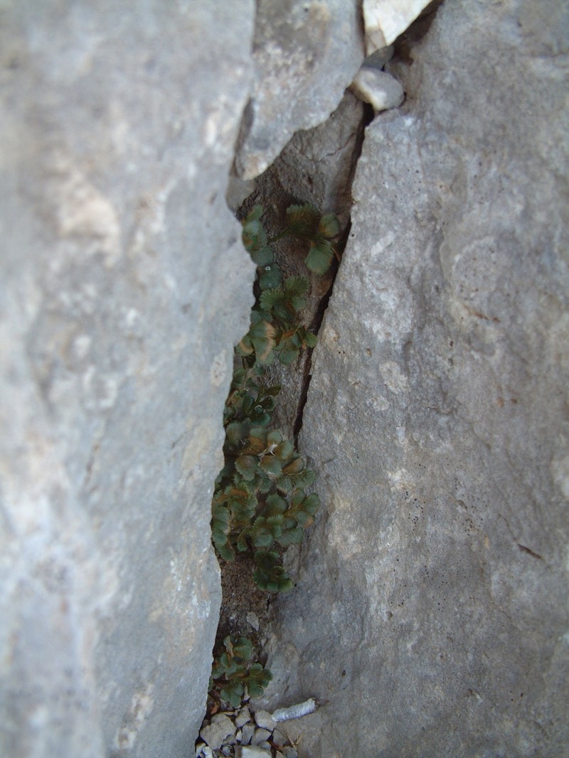 Asplenium ruta-muraria